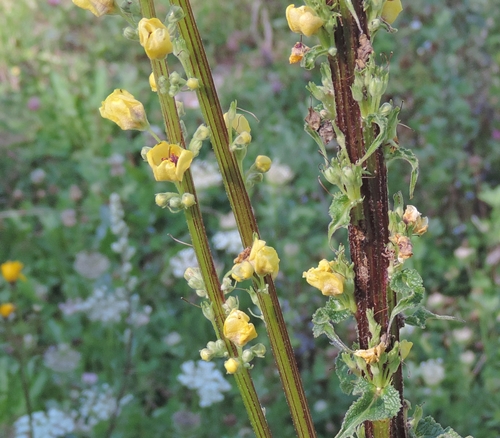 Alto da identificare - Verbascum sp.